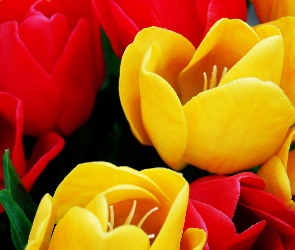 Tulipany, Czerwone, Żółte, I