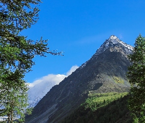 Świerki, Drzewa, Góry, Szczyt