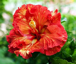 Hibiskus, Kwiat