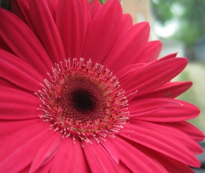 Różowa, Gerbera, Kwiat