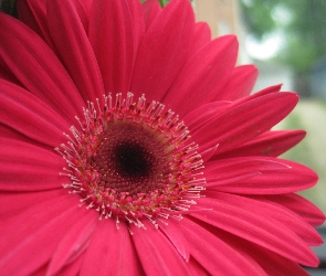 Kwiat, Gerbera, Różowa