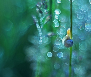 Bokeh, Rośliny, Ślimak