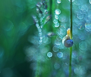 Ślimak, Rośliny, Bokeh