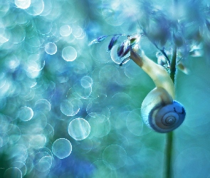 Bokeh, Roślinie, Ślimak, Na