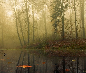 Las, Mgła, Staw