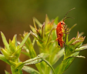 Makro, Roślina, Owad, Chrząszcz