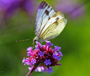 Kwiaty, Bielinek, Biały, Motyl