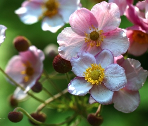 Zawilec Japoński, Różowe, Kwiaty