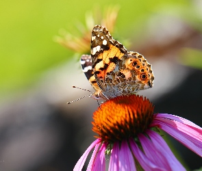 Kolorowy, Jeżówka, Skrzydła, Owad, Motyl