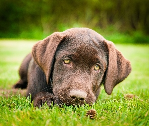 Retriever, Labrador, Smutny, Brązowy