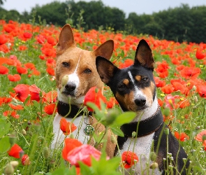Maki, Basenji, Pieski, Dwa, Łąka