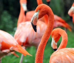 Flamingi