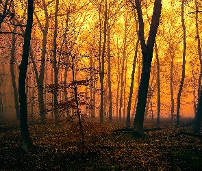 Las, Jesień, Mgła, Zmierzch, Drzewa