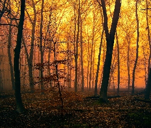 Drzewa, Jesień, Zmierzch, Mgła, Las