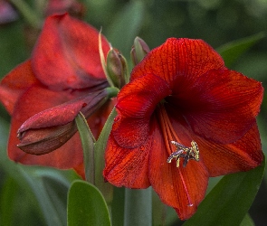 Amarylis, Gippeastrum