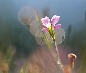 Kwiat, Bokeh, Różowy