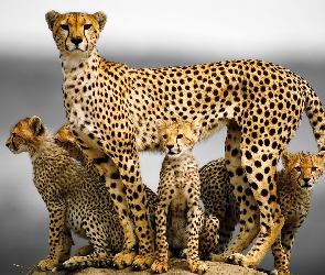 Rodzina, Gepardy