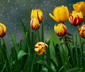 Deszcz, Tulipany