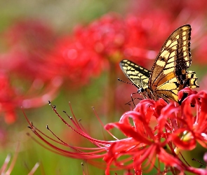 Motyl, Kwiat, Czerwony