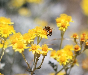Żółte, Pszczoła, Kwiaty