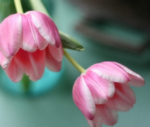 Różowe, Tulipany, Dwa