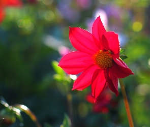 Dalia, Macro