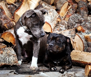 Szczeniaki, Amstaffy