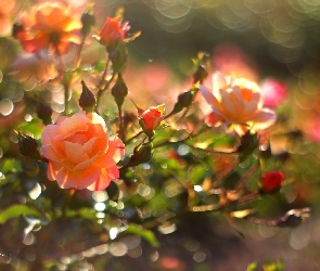 Bokeh, Kwiaty, Róże, Herbaciane