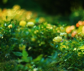 Żółte, Bokeh, Kwiaty, Róże