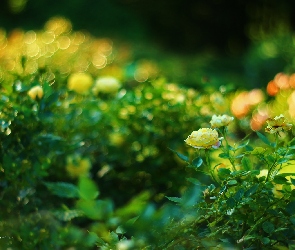 Bokeh, Kwiaty, Żółte, Róże