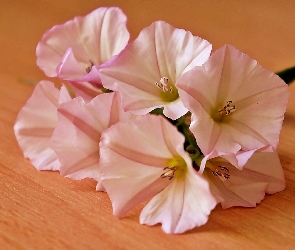 Powój