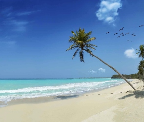 Plaża, Niebo, Palmy