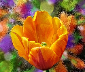 Pomarańczowy, Makro, Szyba, Kwiat, Tulipan