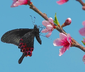 Czarny, Kwiaty, Gałązki, Różowe, Motyl