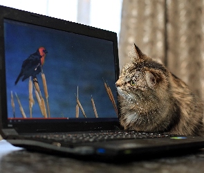Kotek, Laptop
