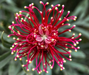 Makro, Kwiat, Grevillea, Australijski