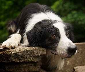 Border Collie, Oczy, Czarny, Biało, Pies, Brązowe