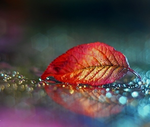 Liść, Bokeh, Czerwony