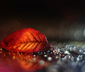 Makro, Bokeh, Czerwony, Liść
