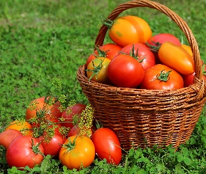 Pomidory, Kosz