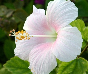 Kwiaty, Hibiskus, Biały