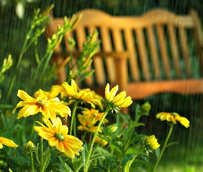 Żółte, Letni Deszcz, Ławka, Kwiaty