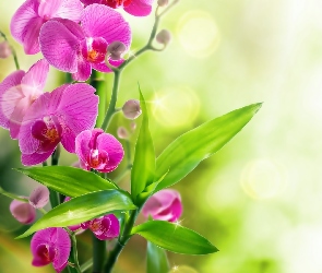 Kwiaty, Liście, Orchidea