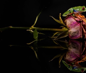 Żabka, Odbicie, Róża
