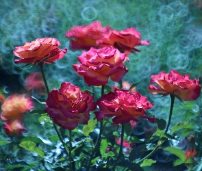 Bokeh, Kwiaty, Różowe, Róże