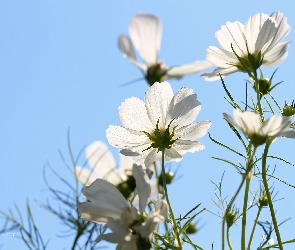 Kosmea, Kwiaty, Białe