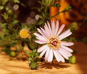 Aster, Pąki