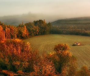 Mgła, Las, Jesień, Pola