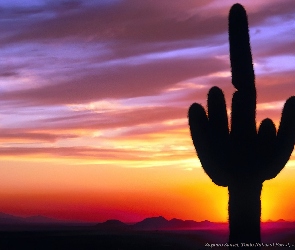 Kaktus, Zachód Słońca