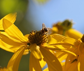 Żółte, Owad, Pszczoła, Kwiaty